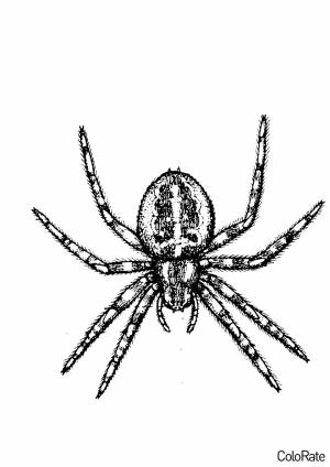 Раскраска Пушистый паук