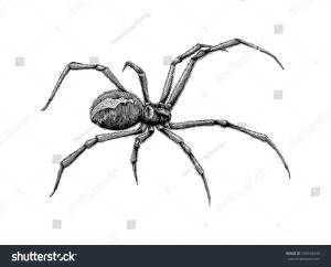 Черная вдова паук ручной рисунок