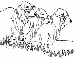 КОРОВЫ, БЫКИ  РАСКРАСКИ