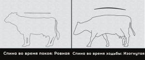 Хромота КРС, правила обрезки копыт