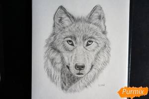Как нарисовать морду Волка карандашом поэтапно
