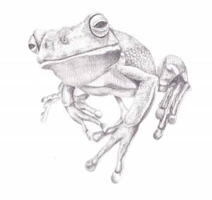 Земляная лягушка рисунок