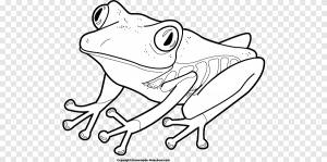 Лягушка и Жаба