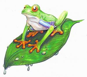 Земляная лягушка рисунок