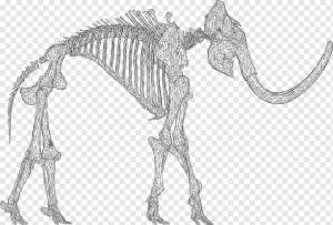 Шерстистый мамонт png