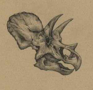 Triceratops Skull