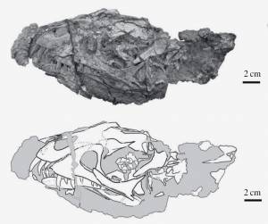 Daemonosaurus chauliodus