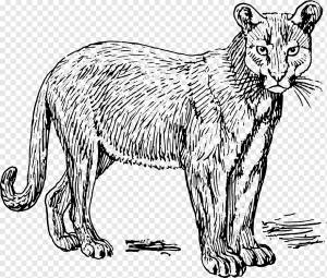 Книжка-раскраска Аргентина Рисунок Ребенка, плотоядное животное, ребенок, млекопитающее, кошка png