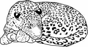 Раскраска леопард отдыхает