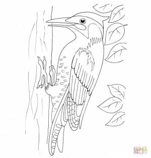 Раскраска Дятел