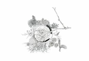 Venus-Aphrodite, Рисунок