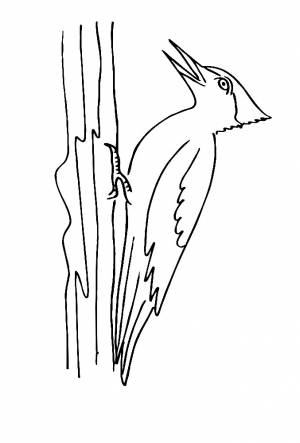Раскраска дятел