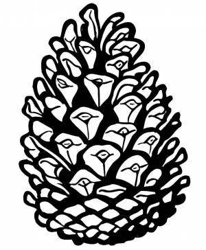 Раскраска Шишка