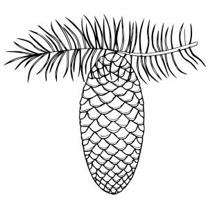 Большая шишка