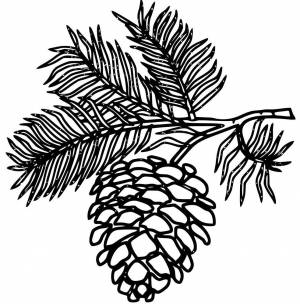 Раскраски шишка, Раскраска Шишка елочная