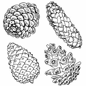 Еловые шишки