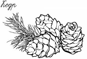 Раскраска Шишка