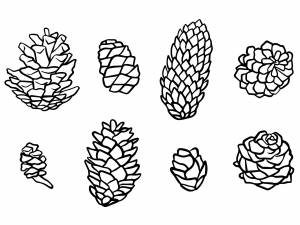 Сосновые шишки