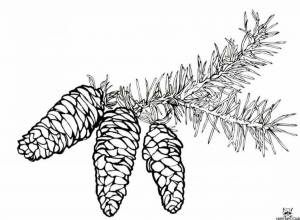 Раскраски Шишка еловая