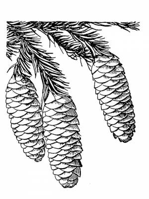 Картинка Шишка  раскраску для девочек