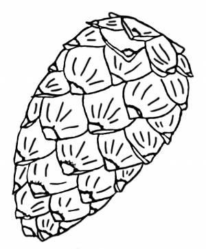 Раскраски Шишка