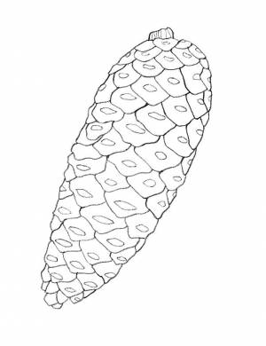 Раскраски хвойная шишка  и