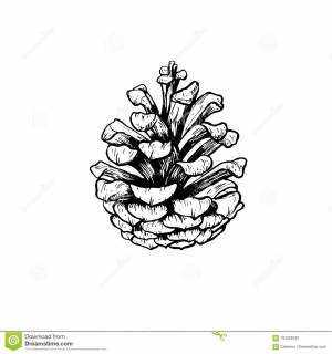 Раскраска шишка сосны