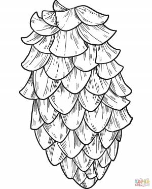 Раскраска Сосновая шишка