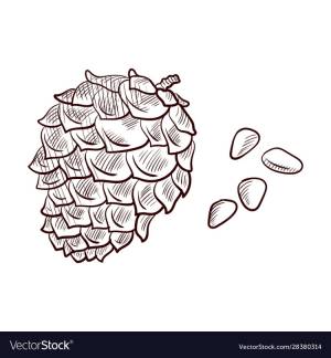 Раскраска шишка сосны