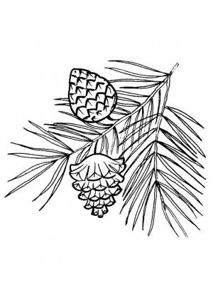 Раскраска Шишка  в формате  для девочек