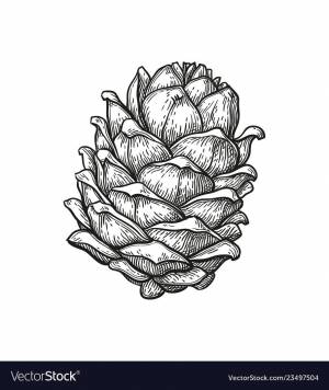 Раскраска шишка сосны