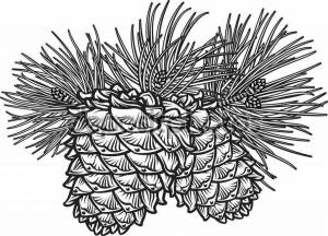 Шишка рисунок