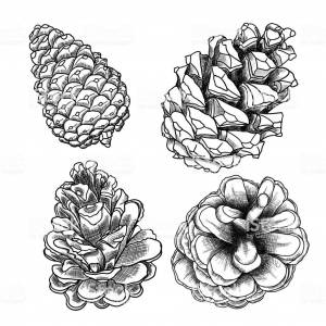 Сосновая шишка рисунок