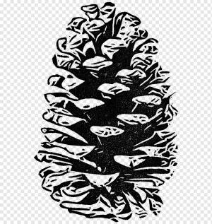 Искусство рисования Хвойные шишки сосновые, сосна, лист, фотография, монохромный png