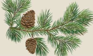 Ветка сосны рисунок карандашом