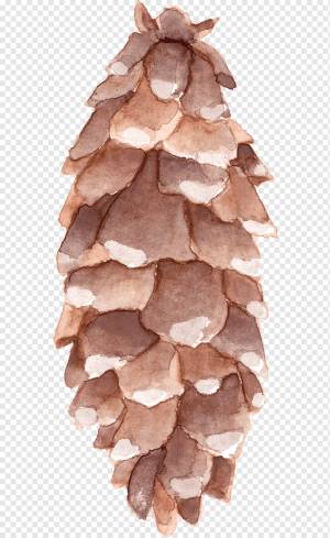 Акварельная живопись, Рисование шишек, Акварельная живопись, цвет, холст png