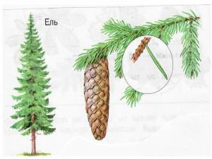 форма шишек ели и сосны