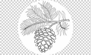 Хвойная шишка Восточная белая сосна Рисунок, рисунок из красного дерева, лист, ветка, другие png