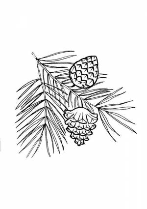 Раскраски еловой, Раскраска Шишки на еловой ветке шишка