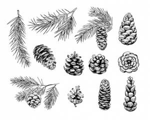 Еловые шишки