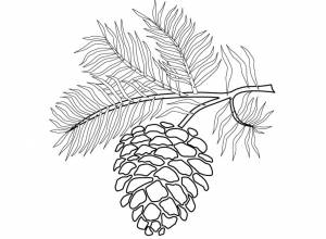 Ель с шишками раскраска