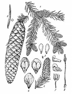 Раскраска Шишка