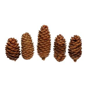 Blumentag CIF-01 Шишки еловые 5 шт