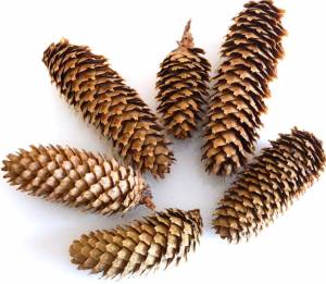 Еловая шишка натуральная поштучно