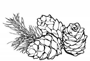 Раскраски шишки, Раскраска Шишки