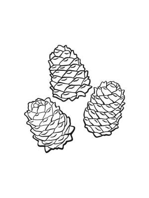 Раскраски Шишка