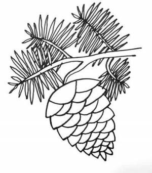 Шишка рисунок