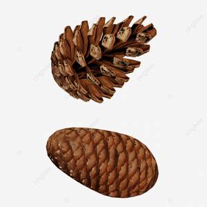 еловые шишки сосна вырез Png прозрачный фон PNG , сосновая шишка, в район, Пихтовая шишка PNG картинки и пнг PSD рисунок для й загрузки