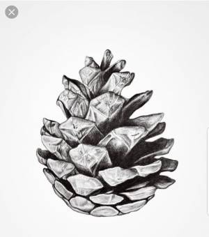 Шишка раскраска