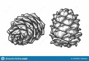 Кедровая шишка рисунок